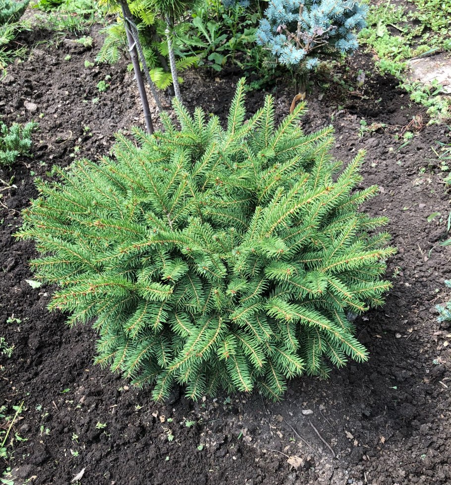 Ель обыкновенная Нидиформис (Picea Abies Nidiformis)