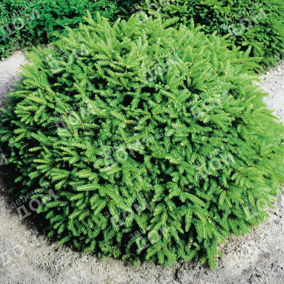 Ельканадская эхиноформис