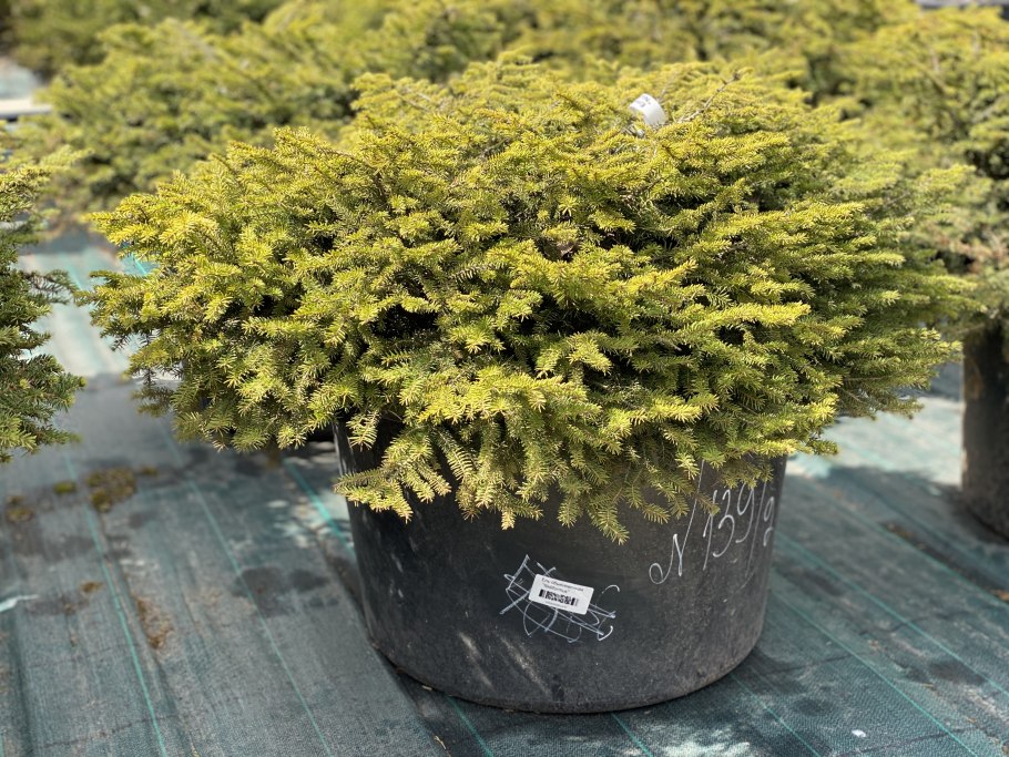 Ель подушковидная Нидиформис