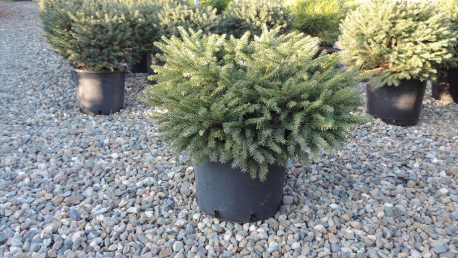 Ель Нидиформис прирост