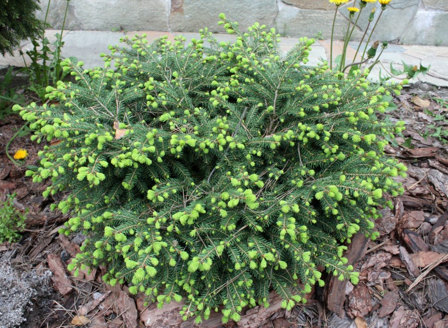 Ель европейская Нидиформис