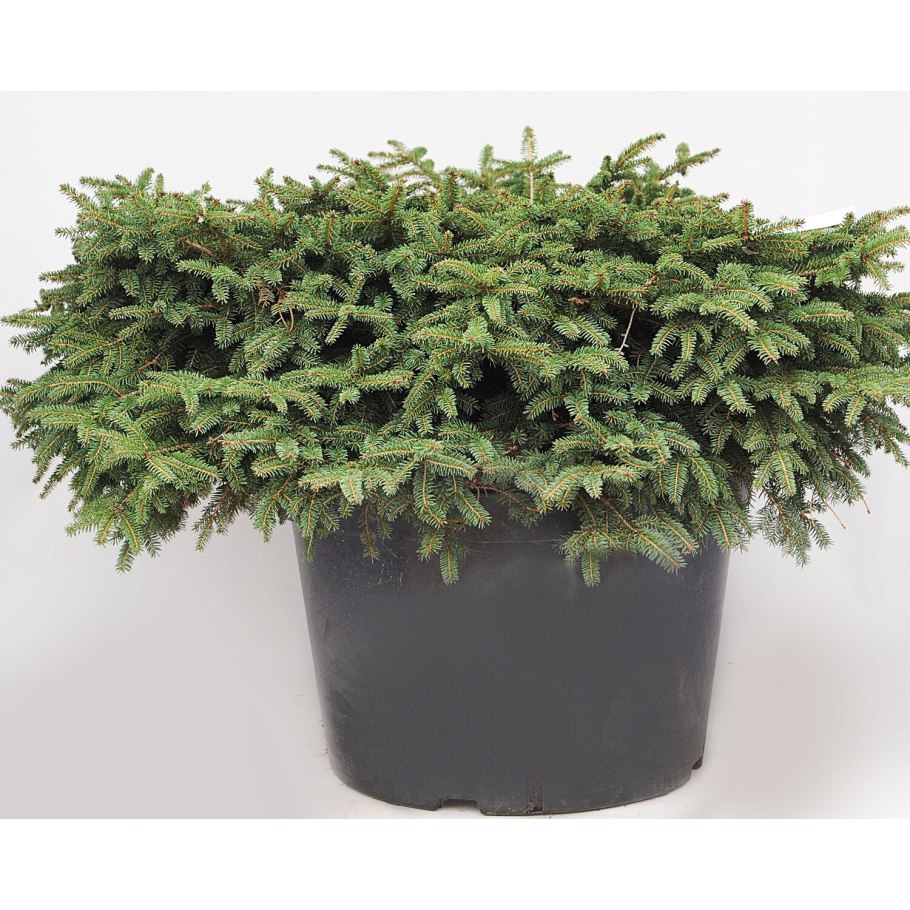 Ель обыкновенная Нидиформис латынь