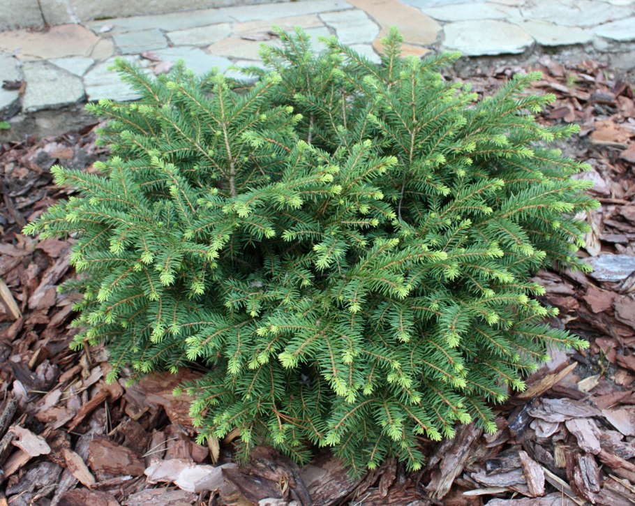 Ель обыкновенная нидиформис