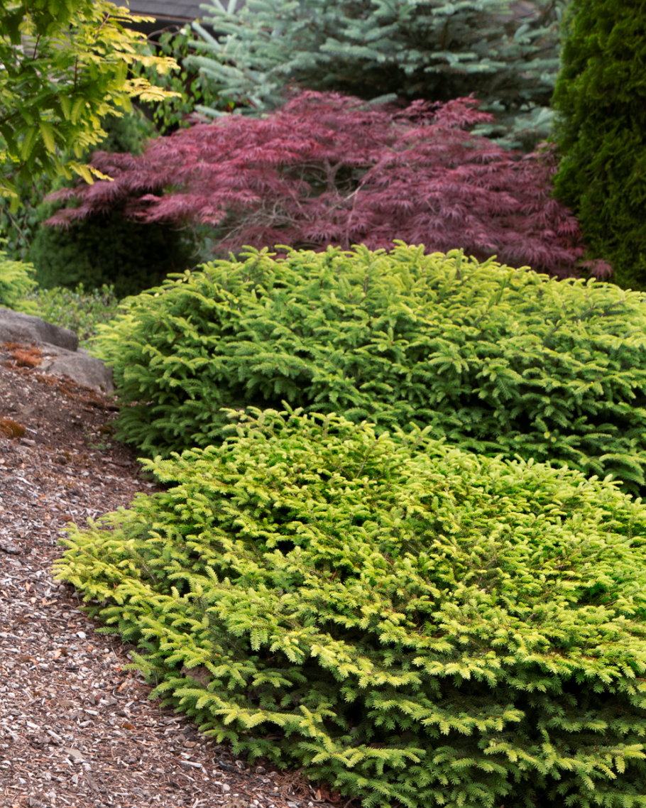 Ель Нидиформис стрижка