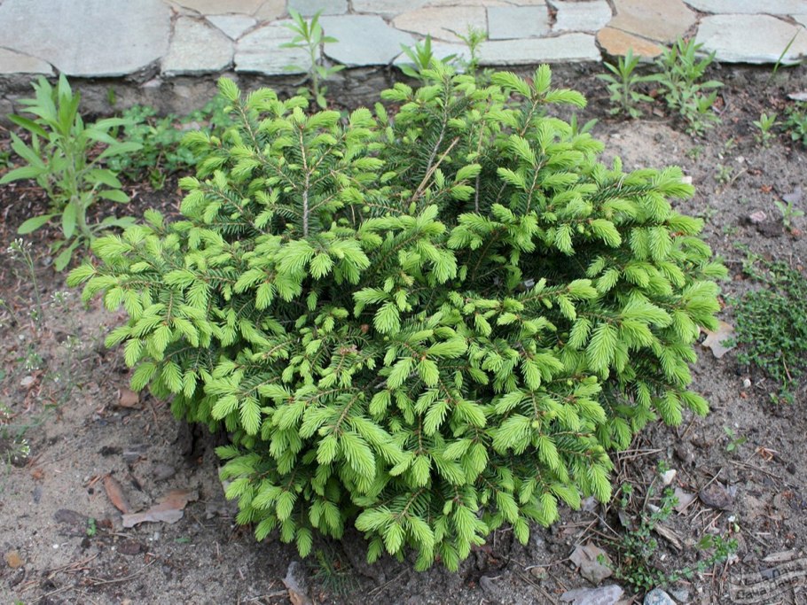 Окрашенный Кипарис Nidiformis