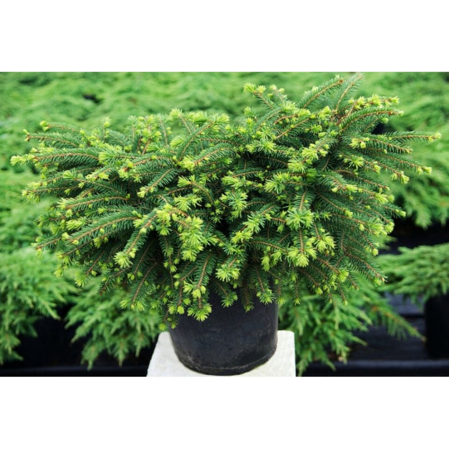 Ель Нидиформис Калоус