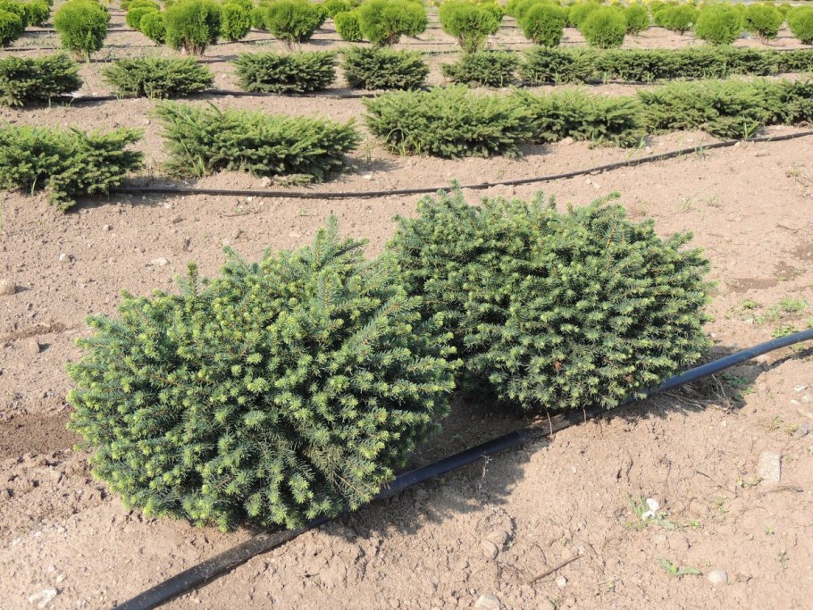 Picea Abies Nidiformis