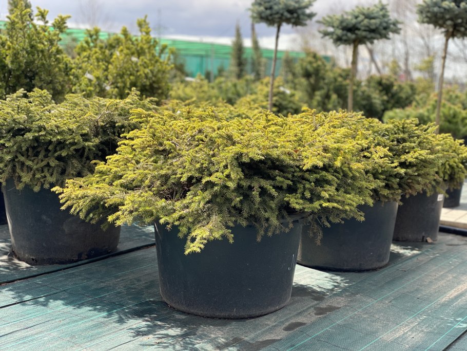 Ель Нидиформис в горшке