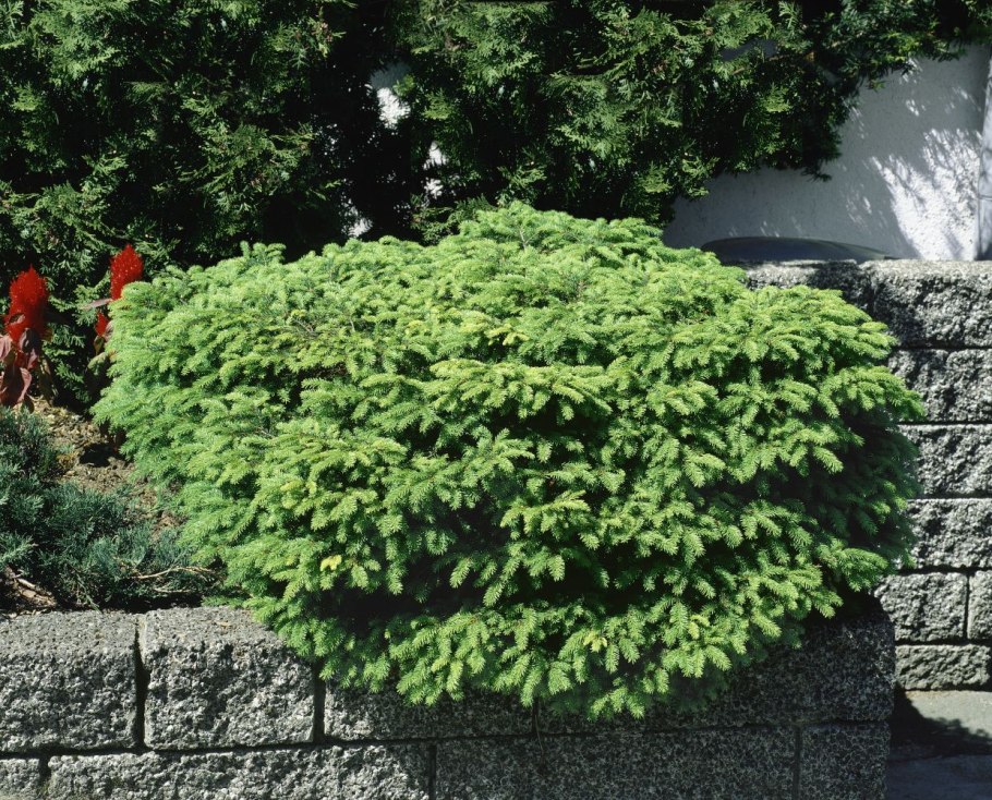 Ель европейская Nidiformis