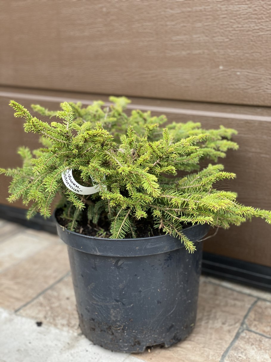 Пицея Абиес Нидиформис