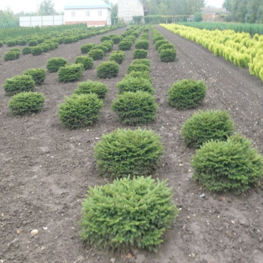 Ель нидиформис