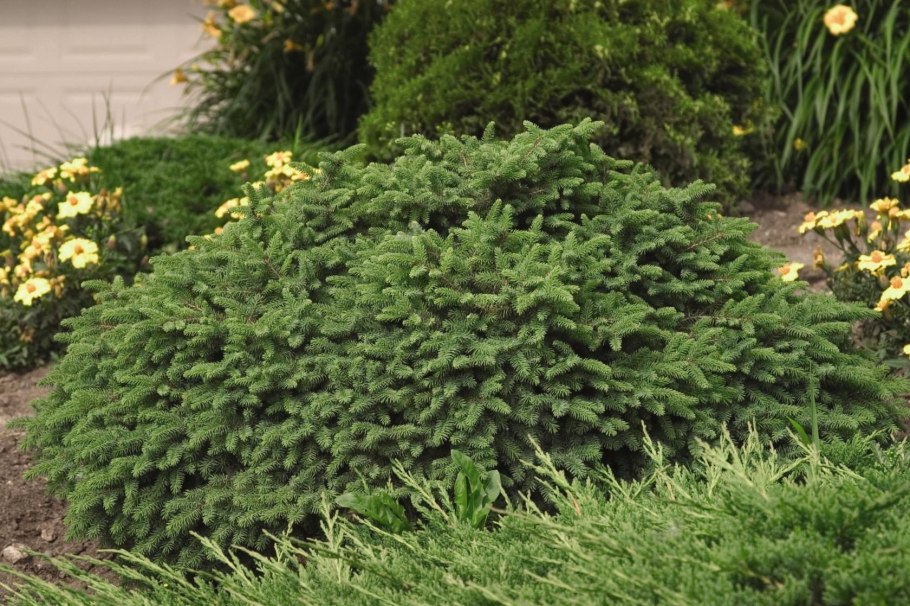 Ель обыкновенная Максвелли