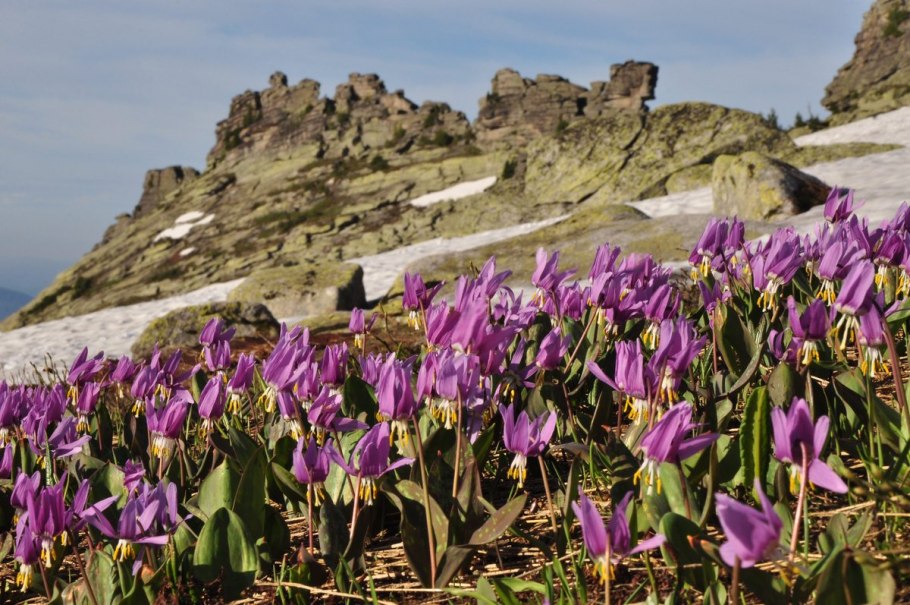 Кандык Сибирский луковица