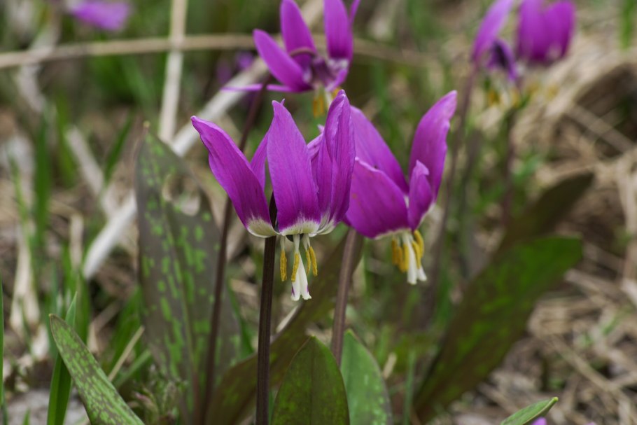 Кандык Сибирский ( Erythronium sibiricum).