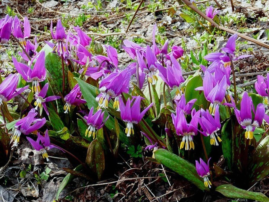 Кандык Сибирский ( Erythronium sibiricum).