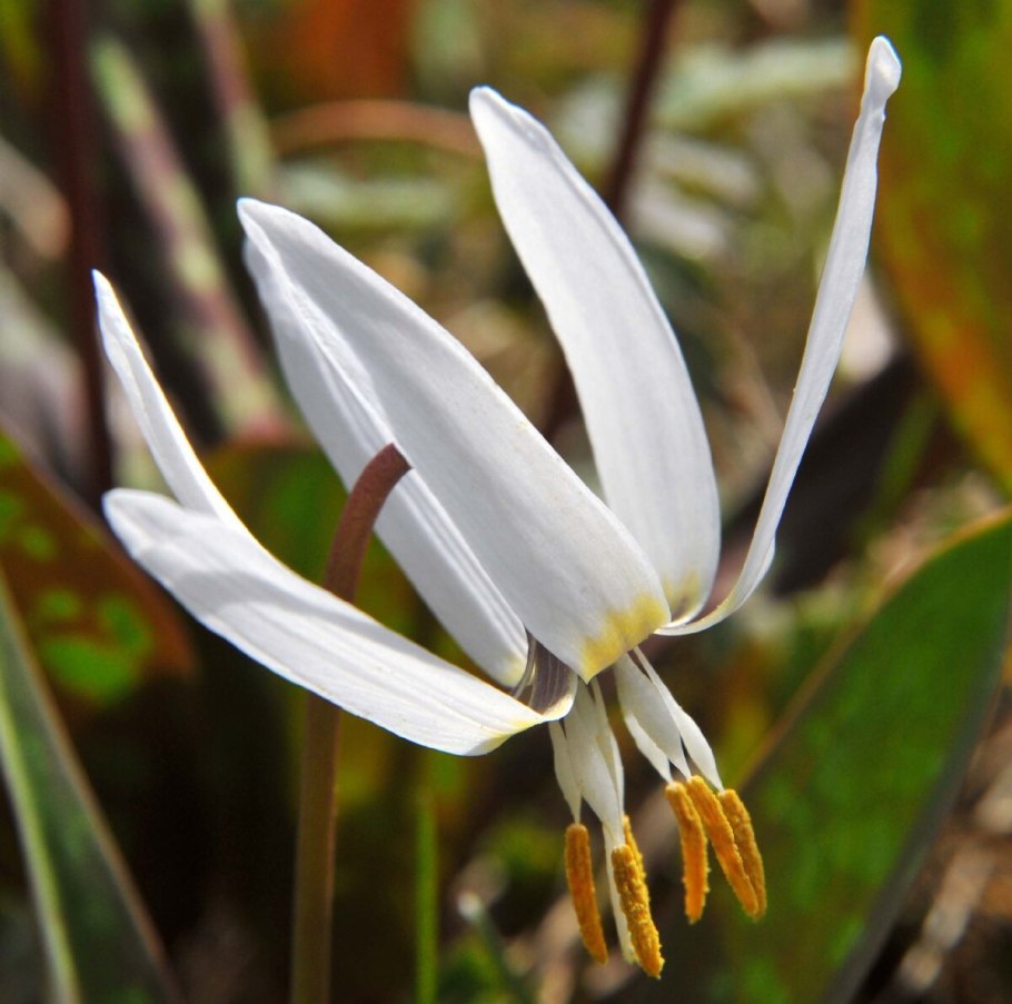 Кандык Сибирский ( Erythronium sibiricum).