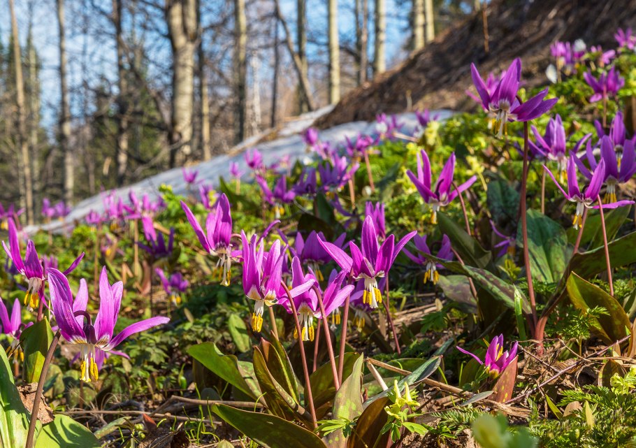 Кандык Сибирский ( Erythronium sibiricum).