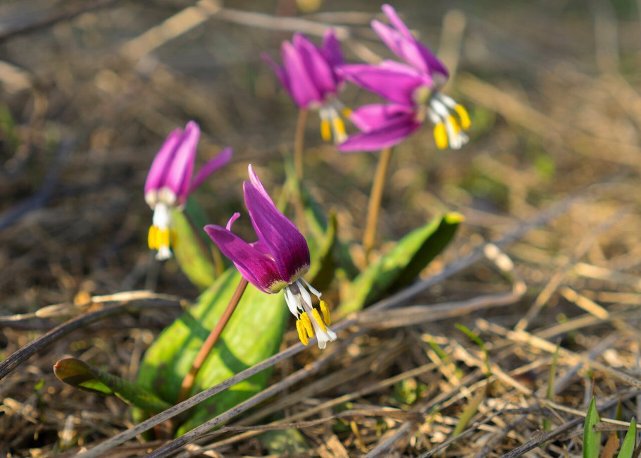 Кандык (Erythronium)