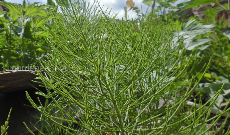 Хвощ полевой (Equisetum arvense)