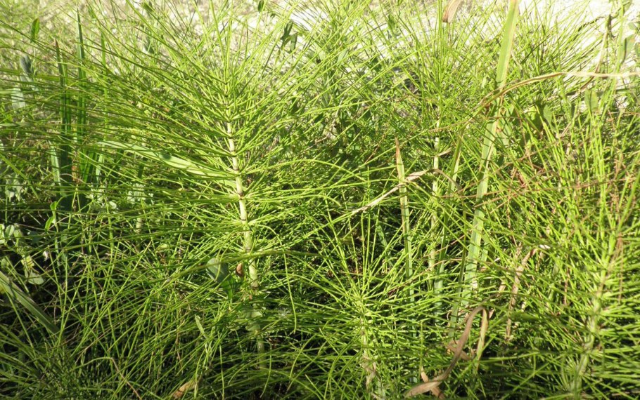 Хвощ топяной