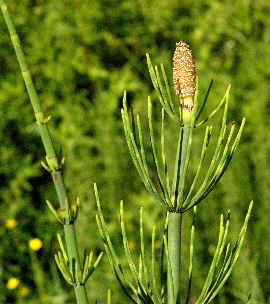 Хвощ полевой Equisetum arvense l.