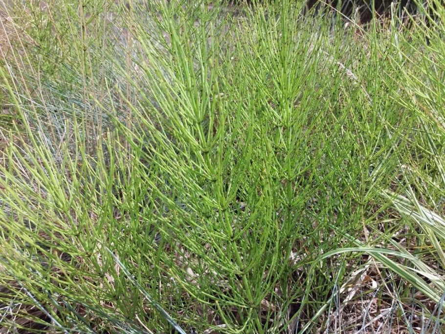 Equisetum litirale