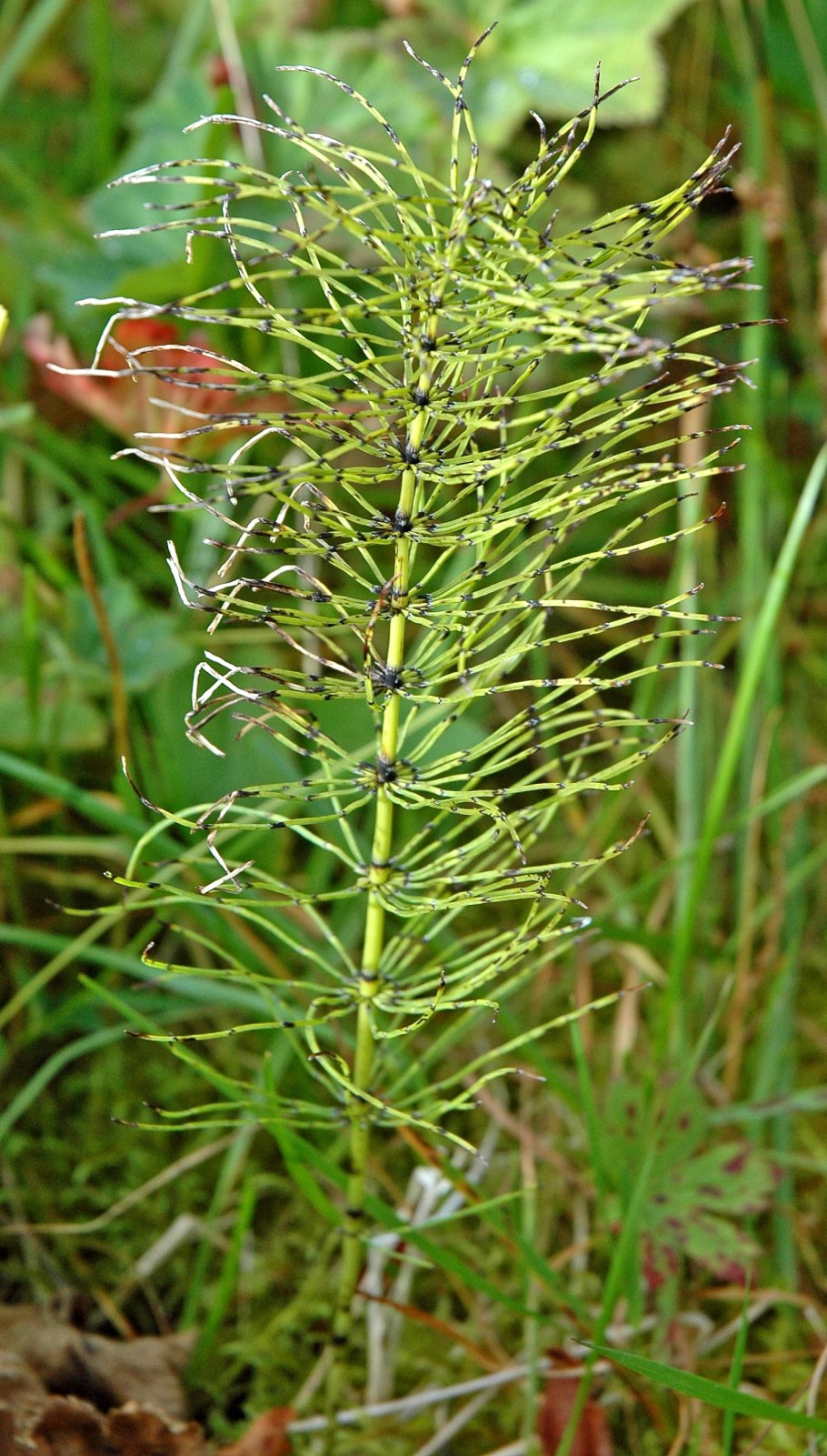 Хвощ полевой - Equisétum arvénse