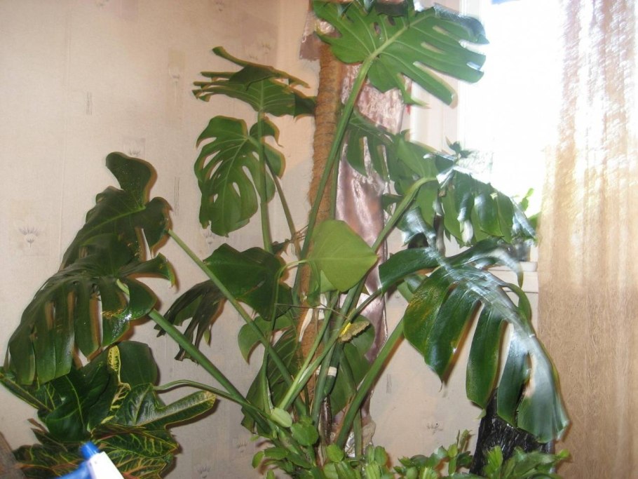 Монстера Делициоза