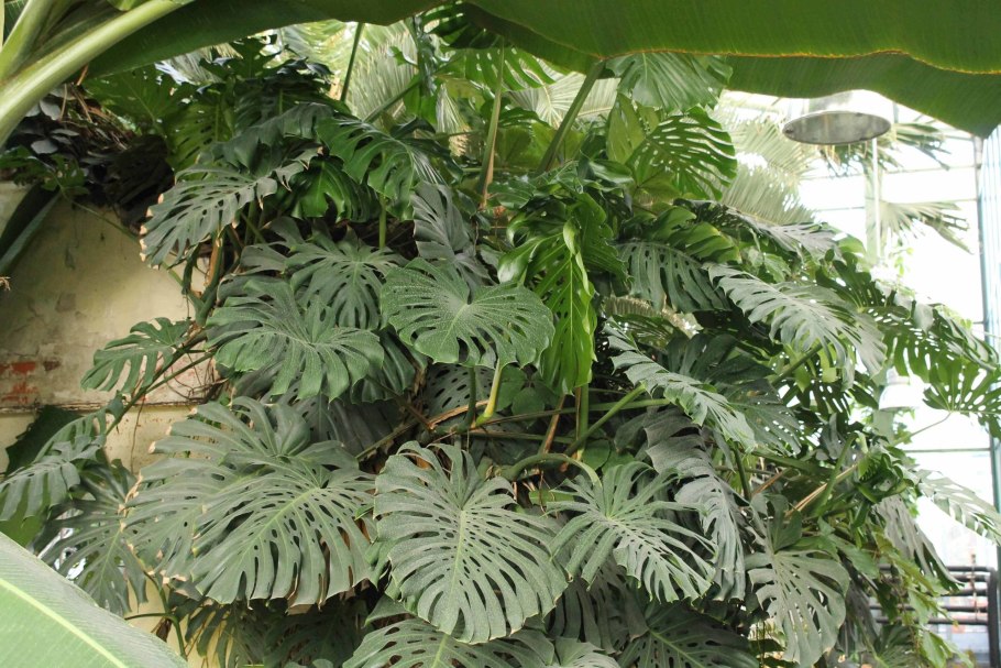 Монстера деликатесная размножение