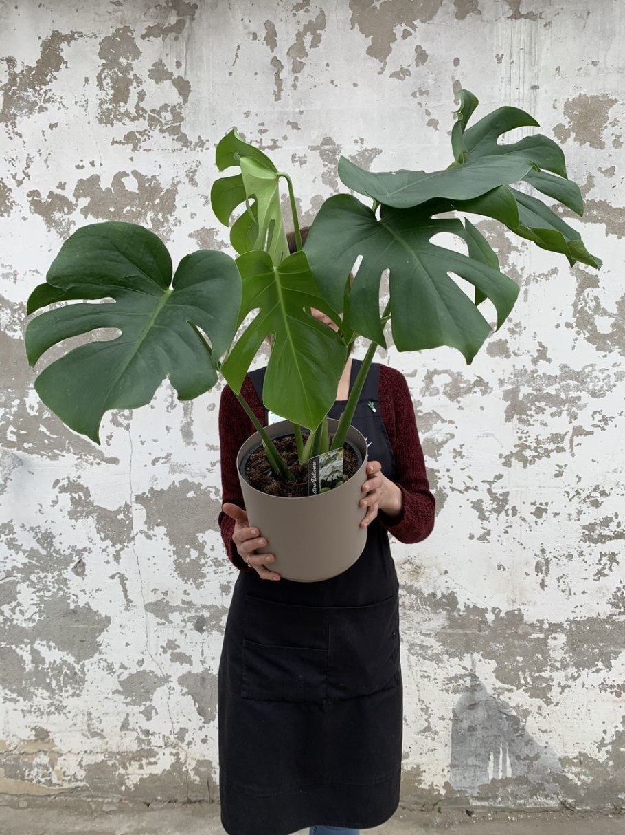 Монстера Лиана вьющаяся