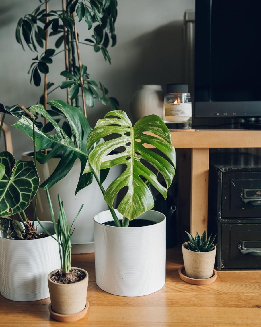 Монстера эпифит