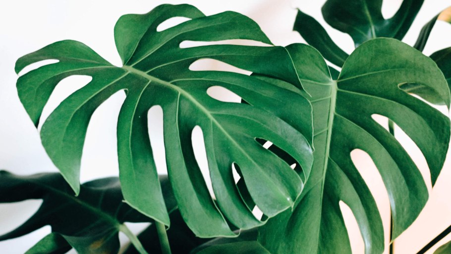 Монстера деликатесная (Monstera deliciosa)