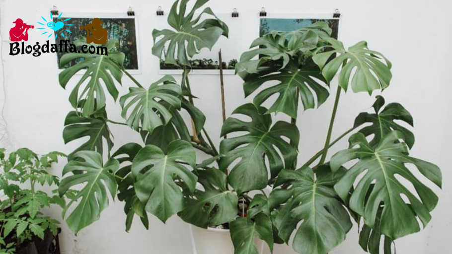 Монстера borsigiana