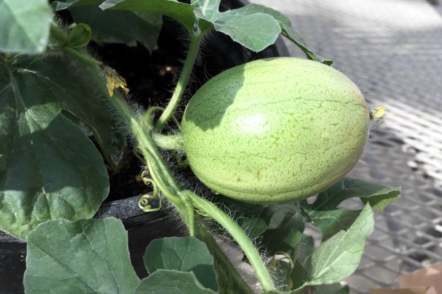 Арбуз Саввин вкус f1