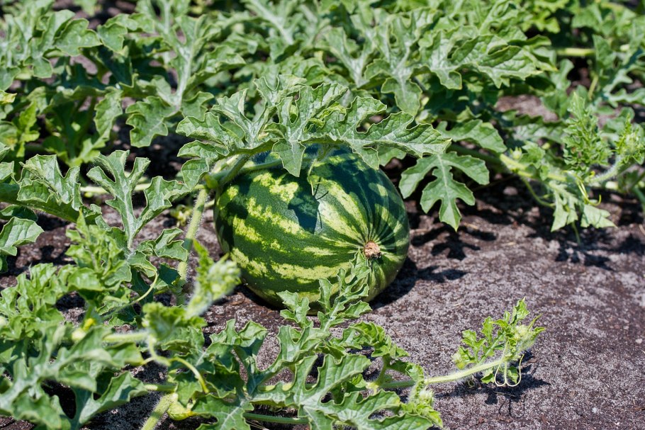 Арбуз Эль Уафи f1