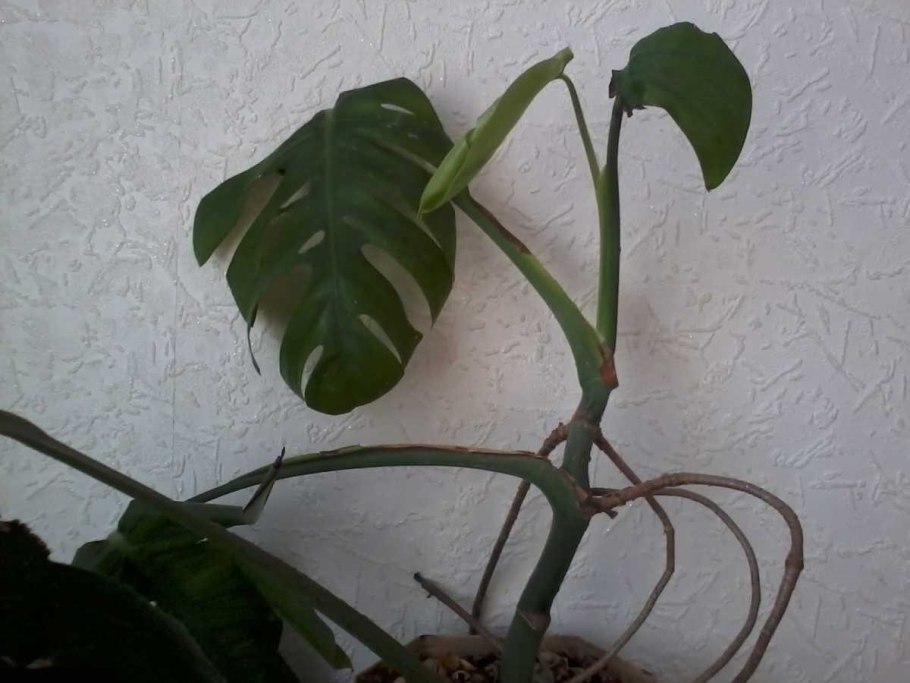 Монстера эпипремноидес