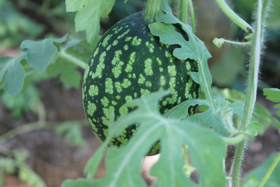 Арбузные косточки