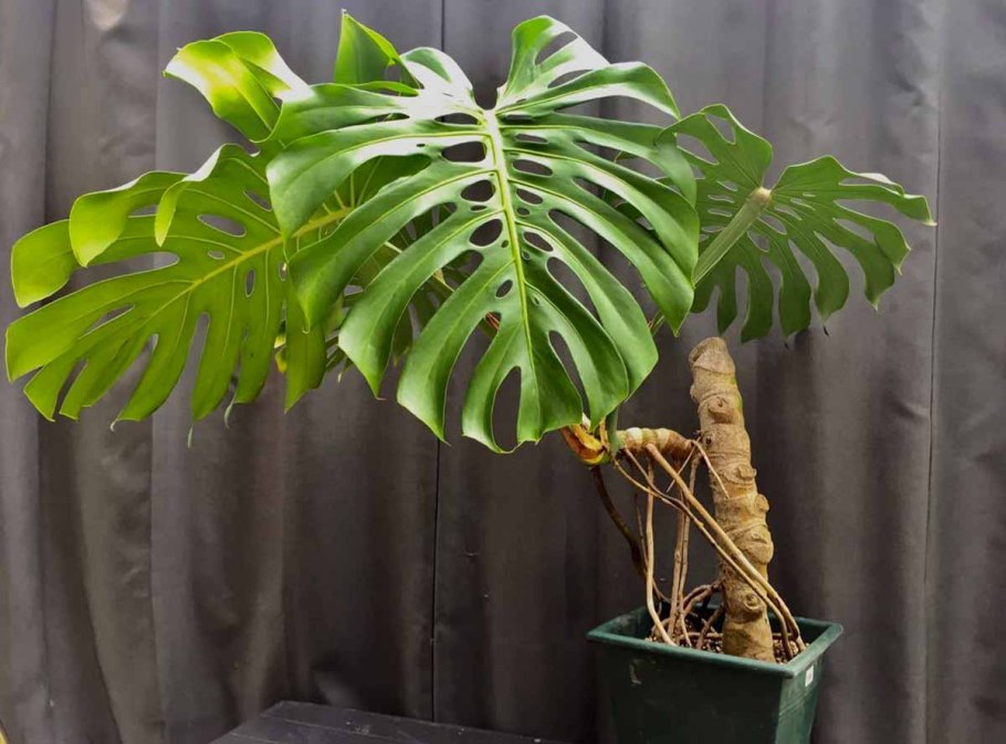 Комнатные растения монстера размножение