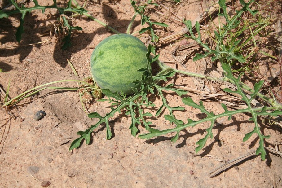 Плодоножка арбуза