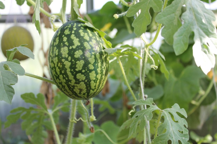 Семена бахчевых