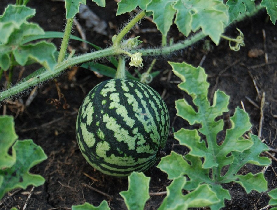 Арбуз обыкновенный (шерстистый).
