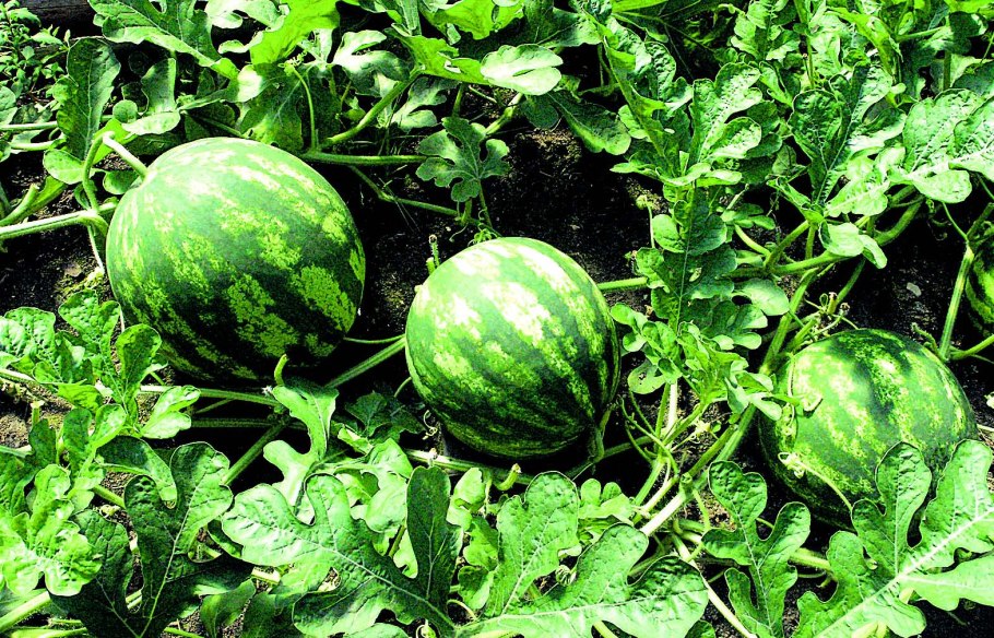 Арбузы и дыни на бахче