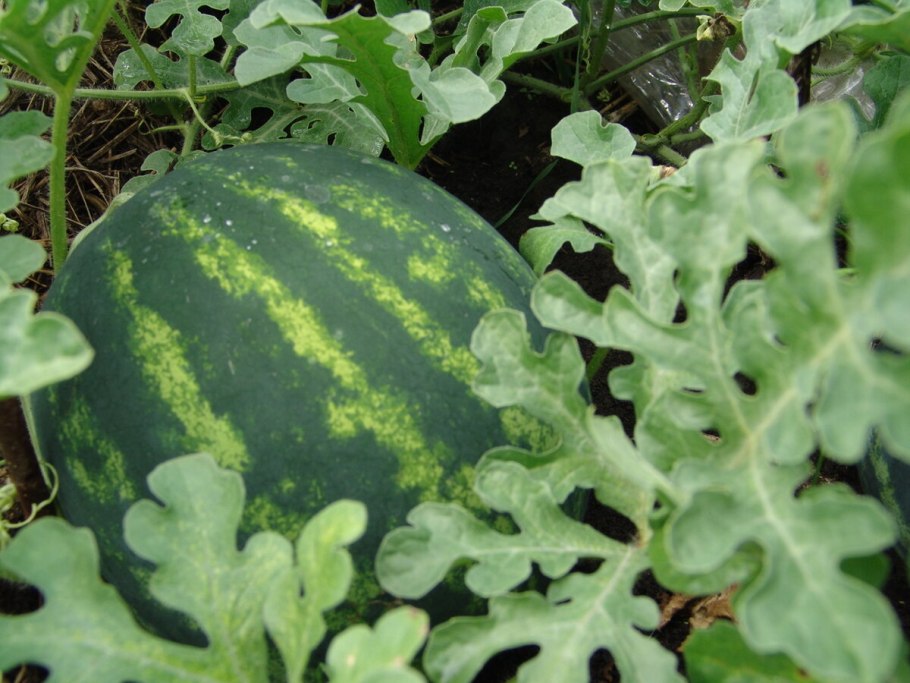 Арбузы в Сибири