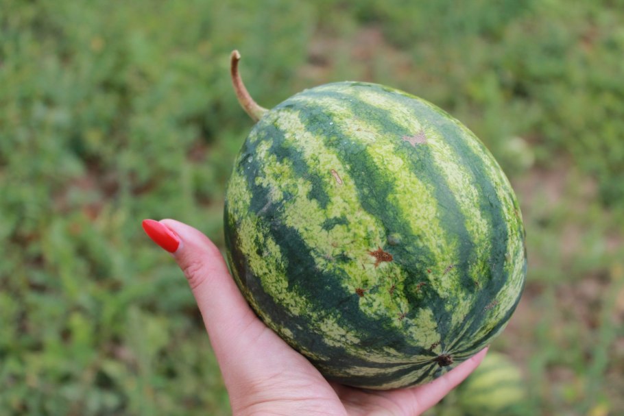 Арбуз это ягода или Тыквина