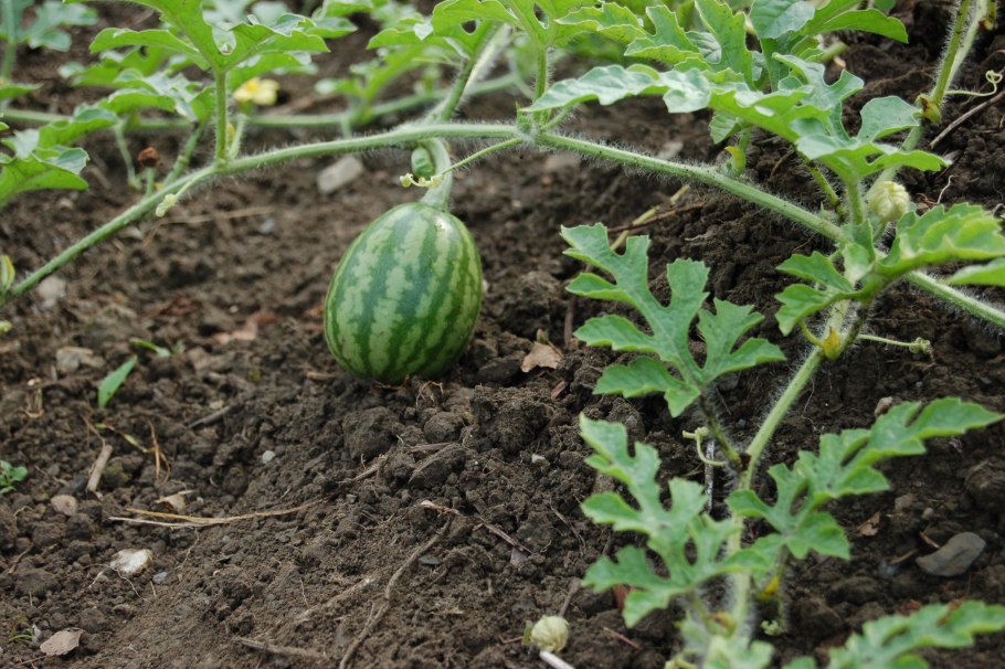 Листья арбузов