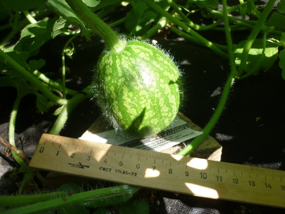 Ранняя завязь арбузов