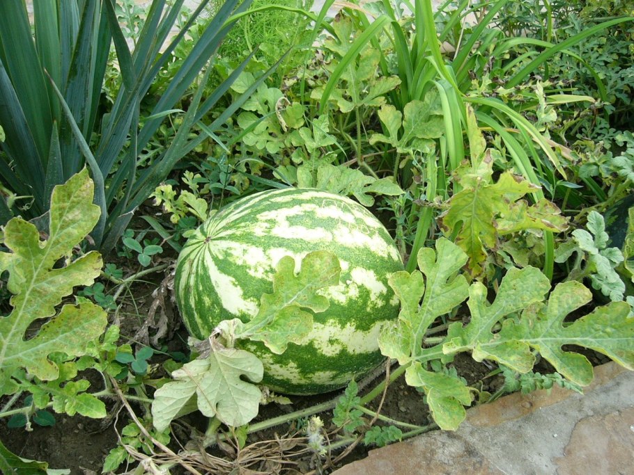 Цветущий Арбуз обыкновенный