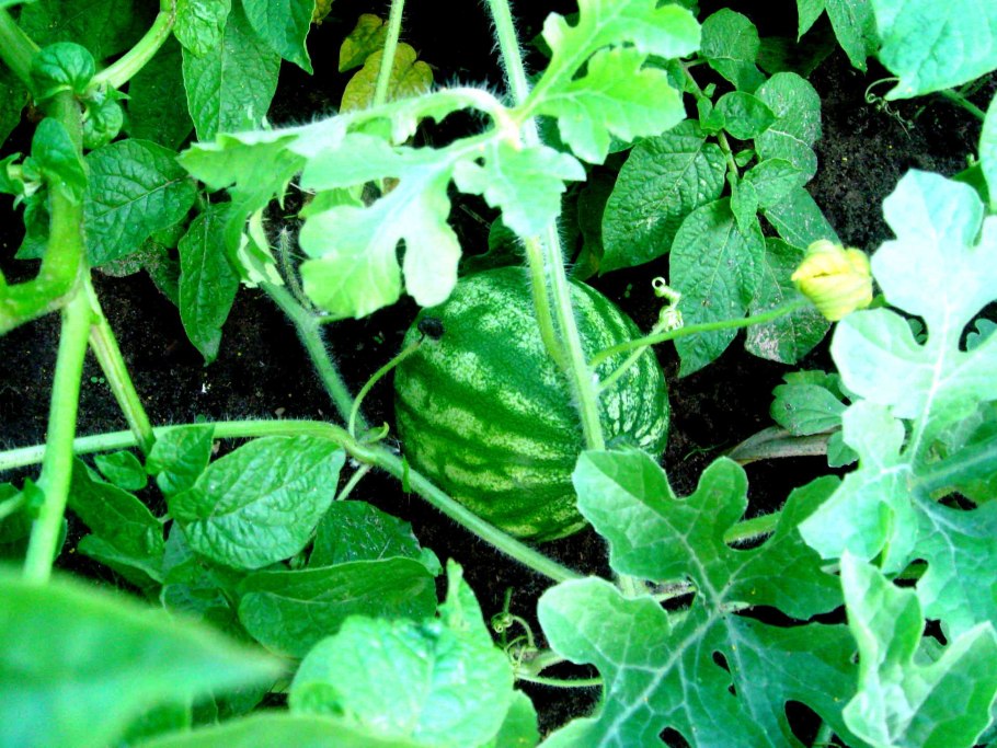 Тепличные арбузы