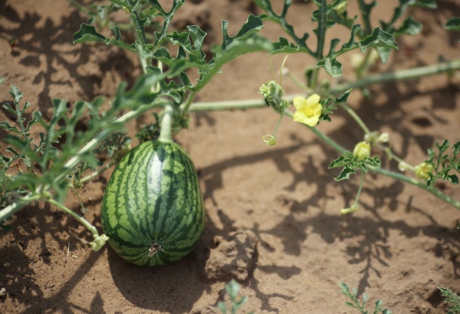 Арбуз лежит