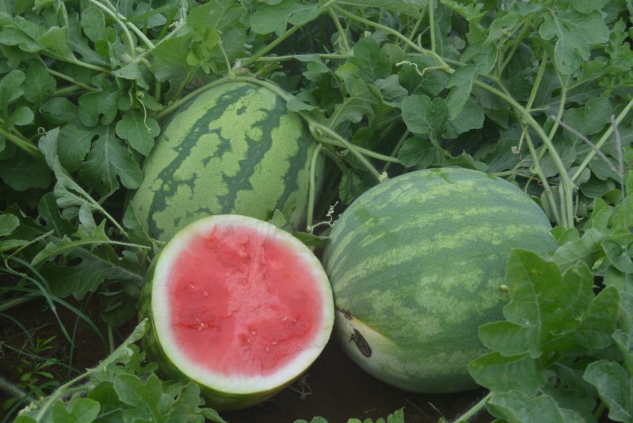 Арбуз цветет